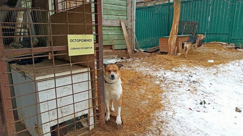 Власти Владимира официально отказываются заниматься бездомными животными