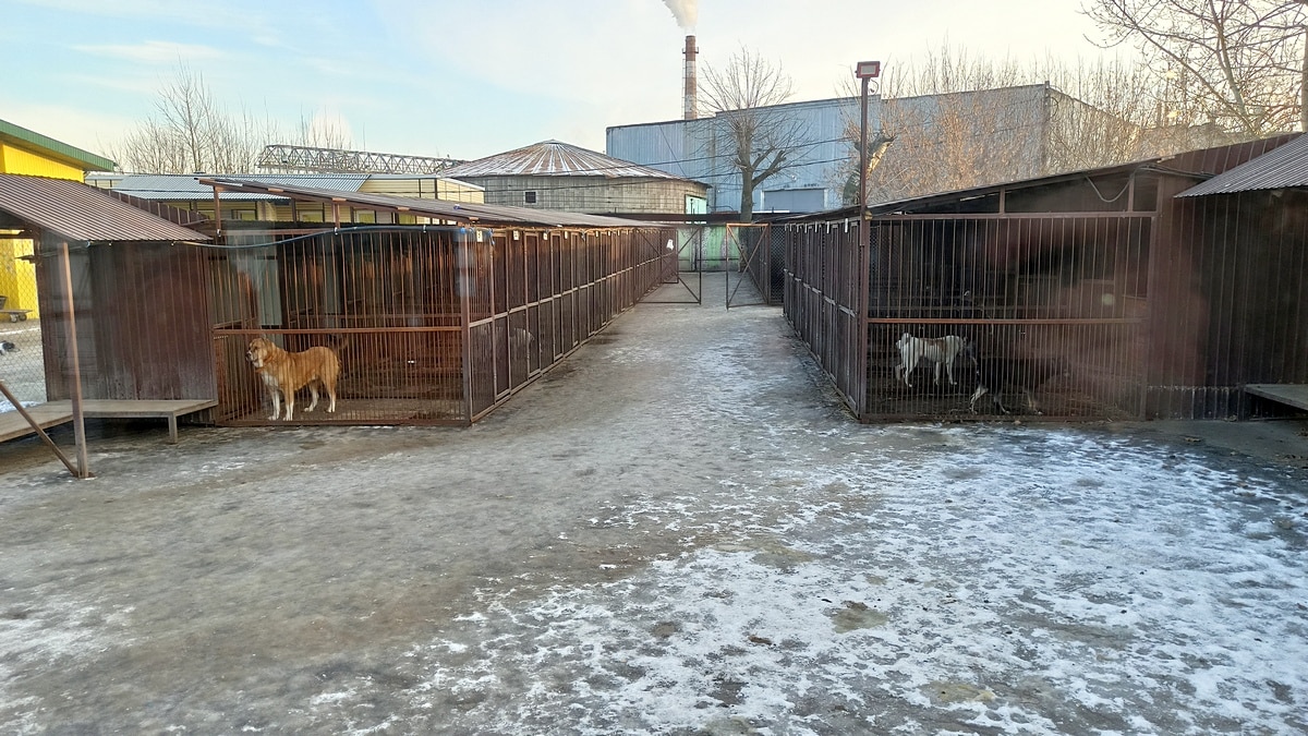 Приют для животных Нижний Новгород