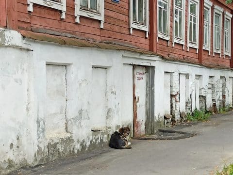 Жительница отсудила компенсацию за откушенный алабаем палец