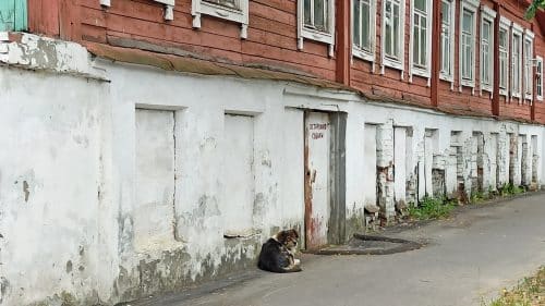 Жительница отсудила компенсацию за откушенный алабаем палец