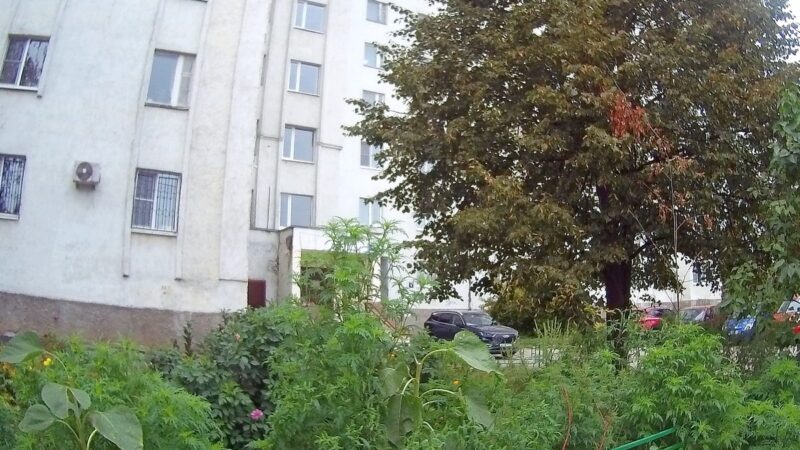 В парке у ДТЮ ввели карантин из-за опасного растения