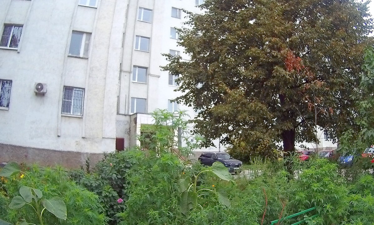 В парке у ДТЮ ввели карантин из-за опасного растения