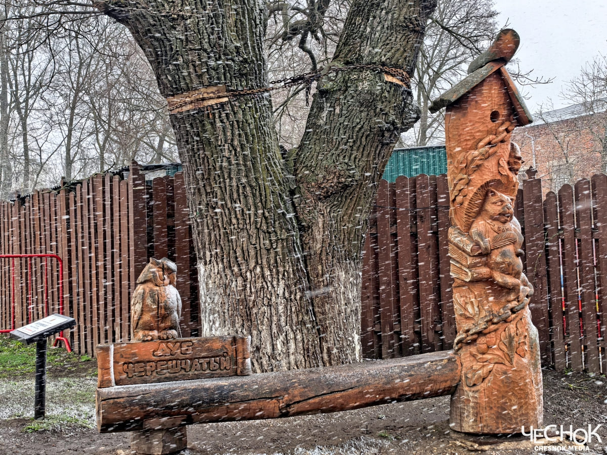 Аварийный дуб центр 4