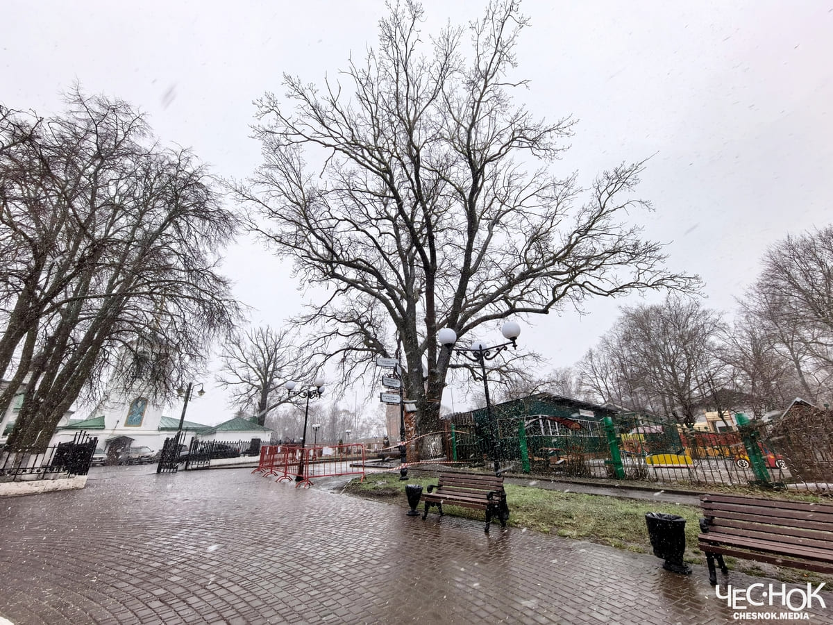 Аварийный дуб центр 4