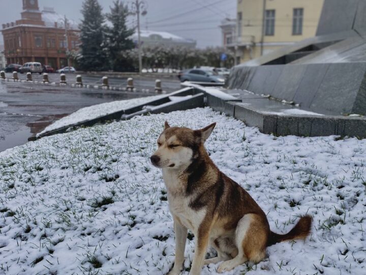 В Белом доме решили, каких животных считать агрессивными для умерщвления
