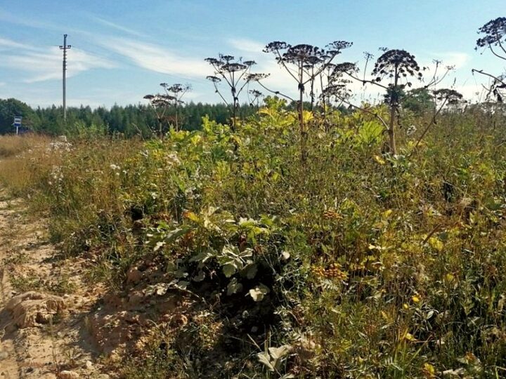 Владимирская область составила свой список «растений-иноагентов»