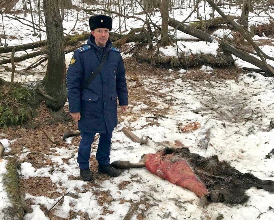 В Камешковском районе браконьеры убили лося