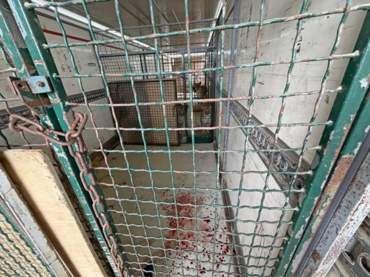 Нападение льва на дрессировщика прошло без уголовного дела