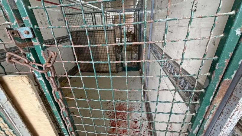 Нападение льва на дрессировщика прошло без уголовного дела