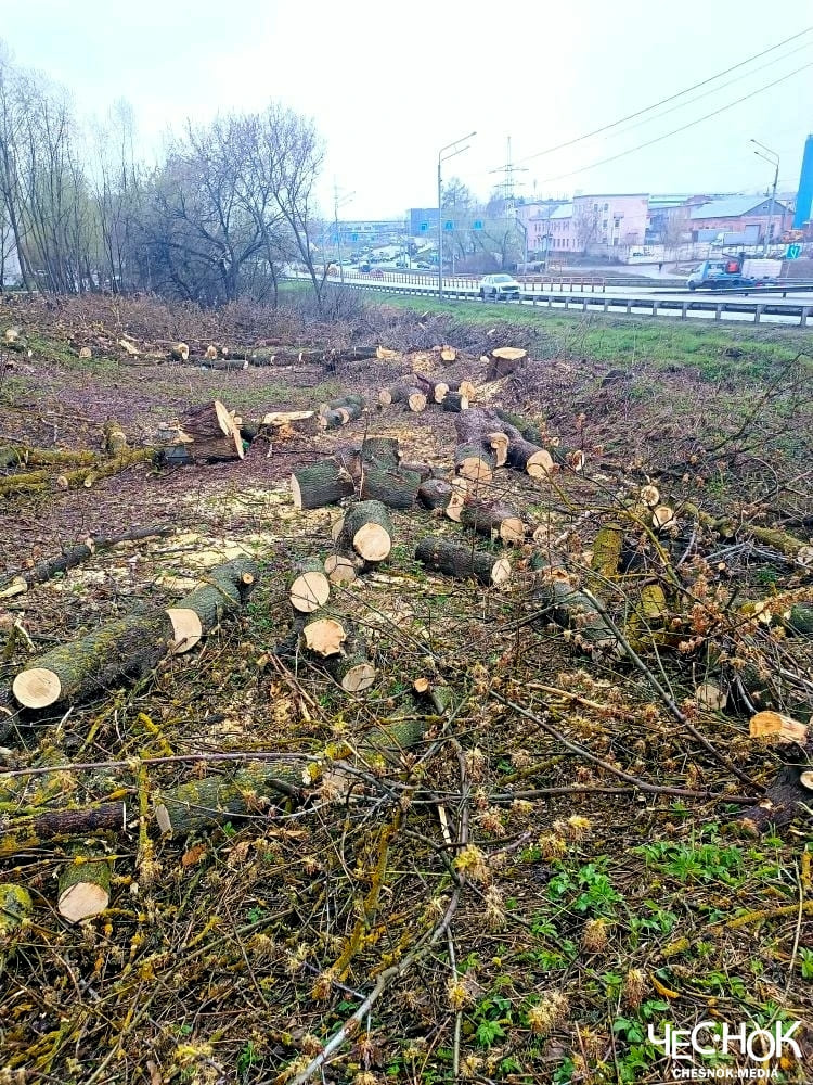 Вырубка деревьев Пекинка Горького