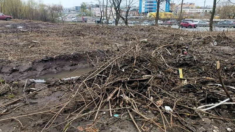 Мэрский субботник во Владимире окончился вырубкой деревьев