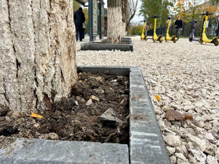 Во Владимире продолжают бетонировать деревья
