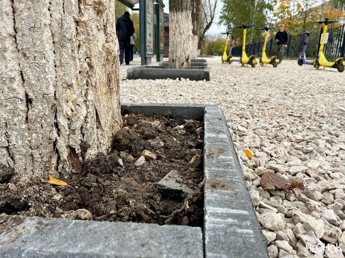 Во Владимире продолжают бетонировать деревья