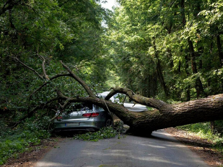 Белый дом избежал выплаты ущерба за упавшее на «Мерседес-Бенц» дерево
