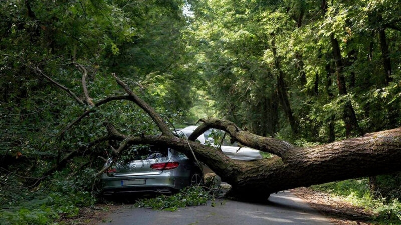 Белый дом избежал выплаты ущерба за упавшее на «Мерседес-Бенц» дерево