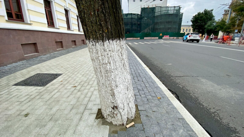В центре Владимира плиткой замуровали деревья