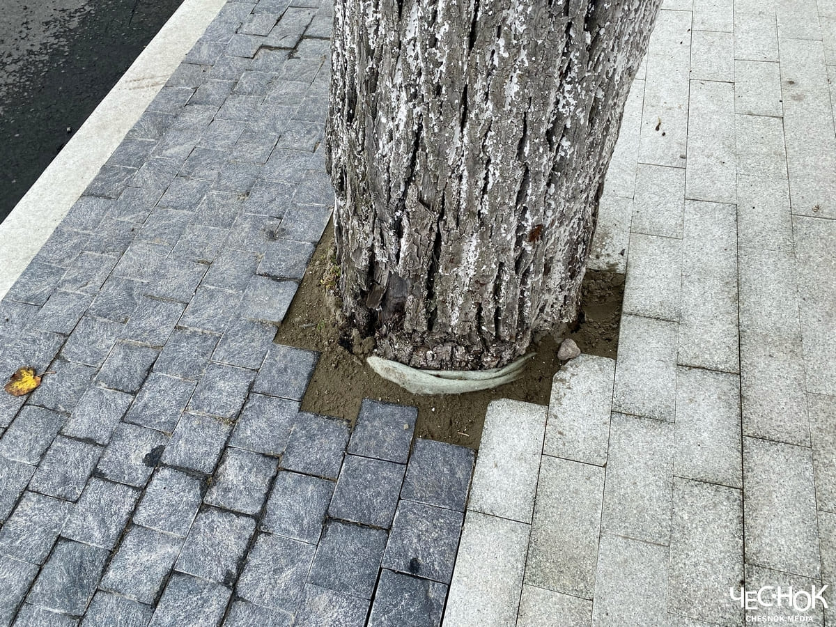 Дерево замуровали 3