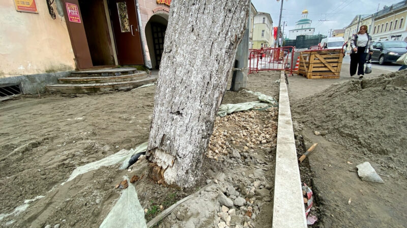 Мэрия спилила последние деревья на Большой Московской