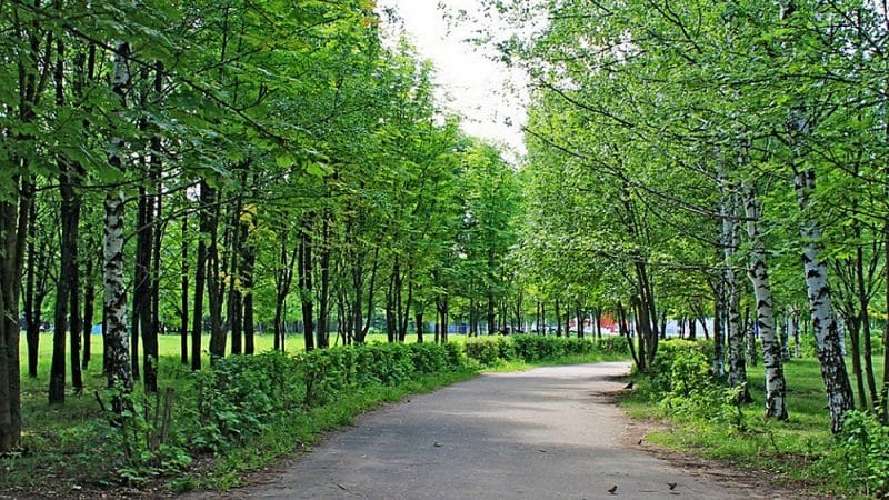 В парке «Добросельский» при реконструкции вырубят 68 деревьев