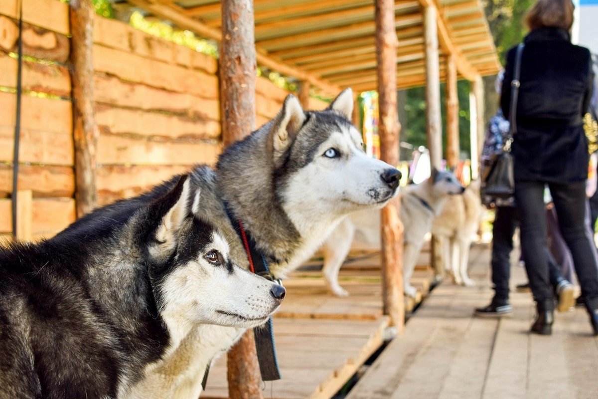 «Хаски-парк» во Владимире: как работает необычный приют для собак