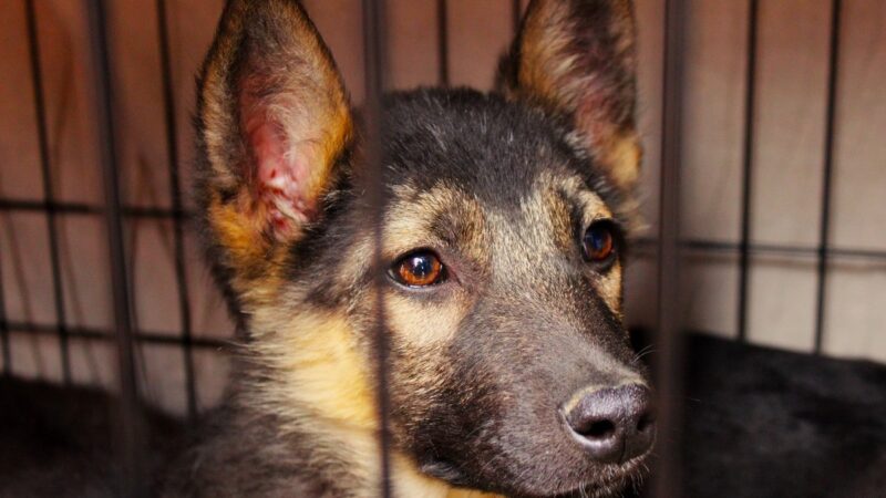 В Белом доме определили, как содержать и умерщвлять бездомных животных