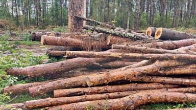 Суд спас от вырубки еще 115 га Филипповского леса