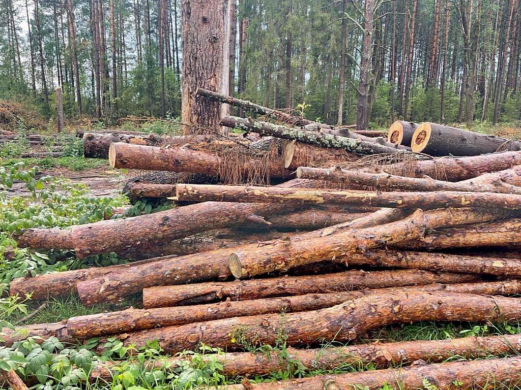 Суд спас от вырубки еще 115 га Филипповского леса