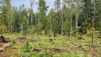Власти Киржача незаконно раздавали лес под застройку
