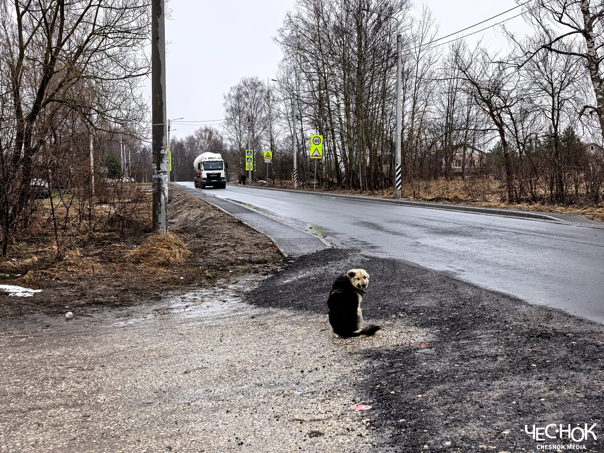Фуры большегрузы грузовики сойма судогодский 2