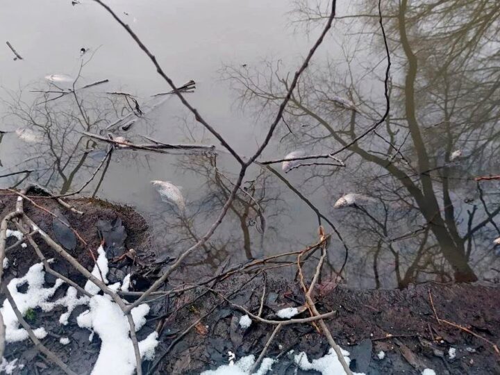 Прокуратура Владимира расследует массовую гибель рыбы в Добром