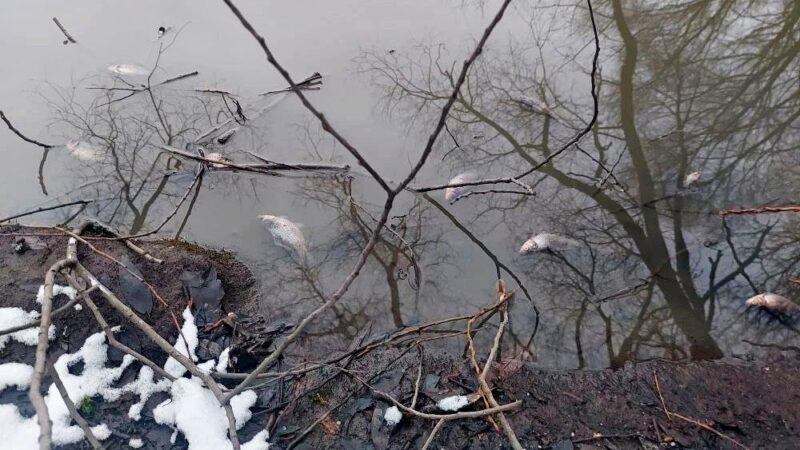 Прокуратура расследует массовую гибель рыбы в Добром