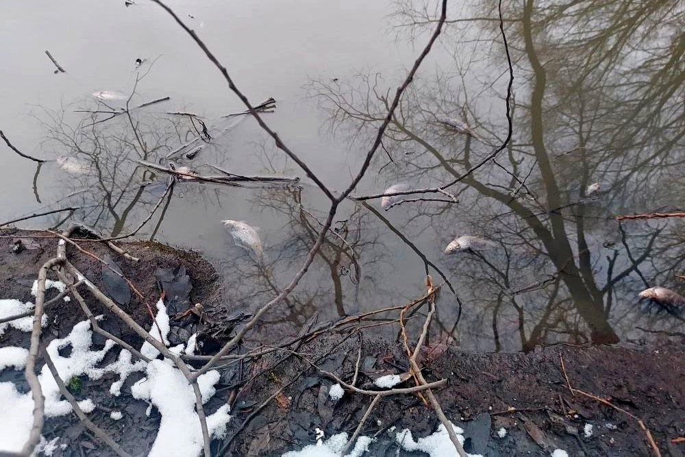 Прокуратура Владимира расследует массовую гибель рыбы в Добром