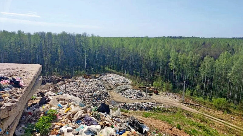 Правительство РФ разрешило вырубить 39 га леса под мегасвалку «Хартии» в Бабанино