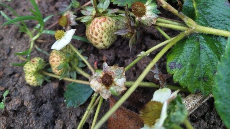 В декабре во Владимире созревает клубника