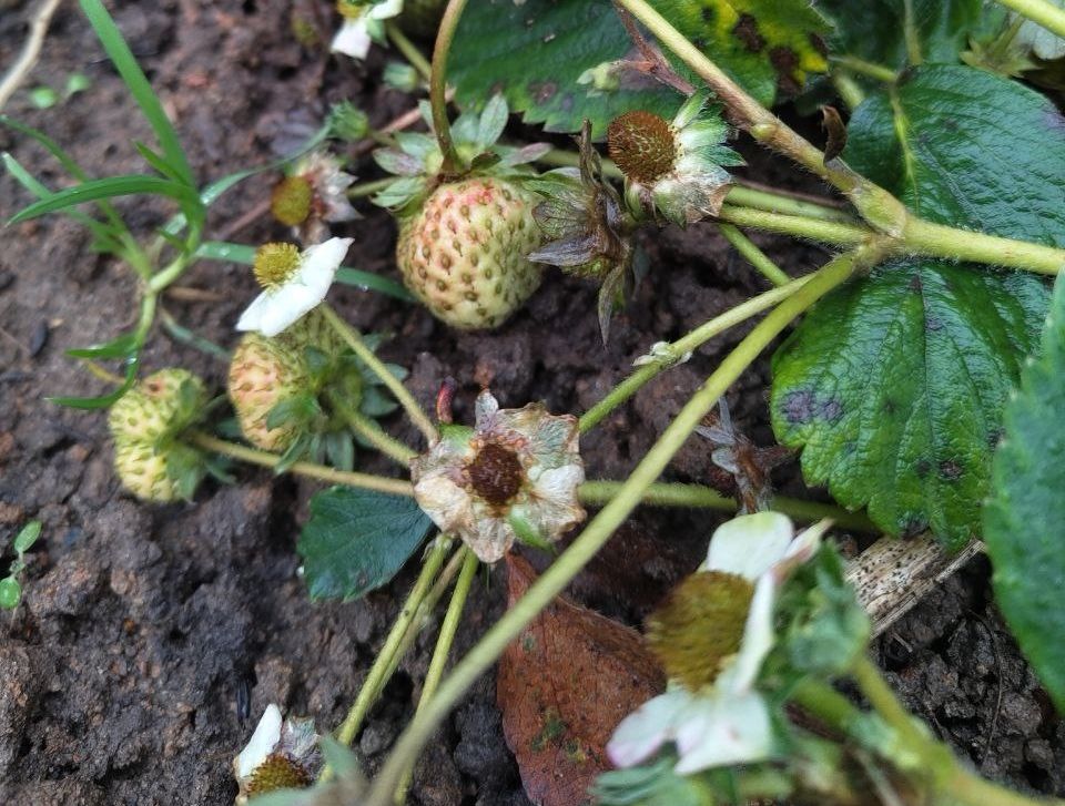 В декабре во Владимире созревает клубника