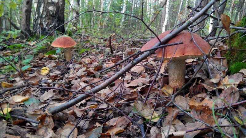 Владимирские леса защитили от деструктивных грибников 