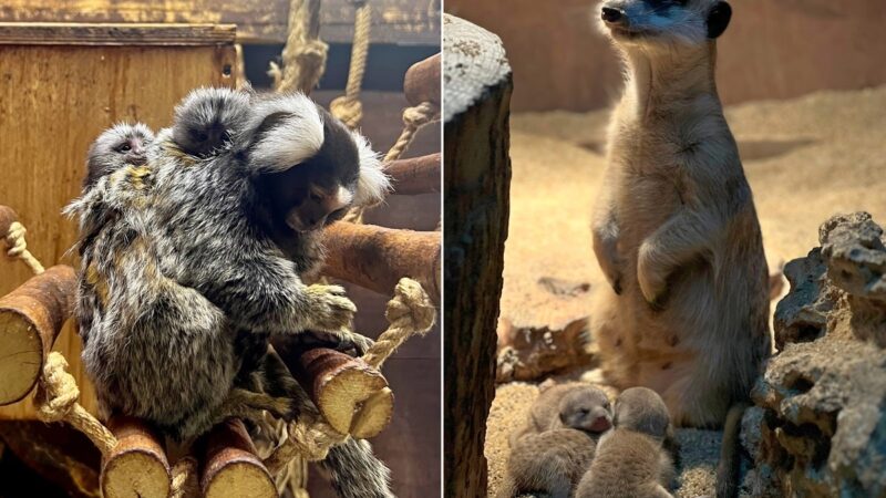 Владимирский экзотариум пополнился малышами