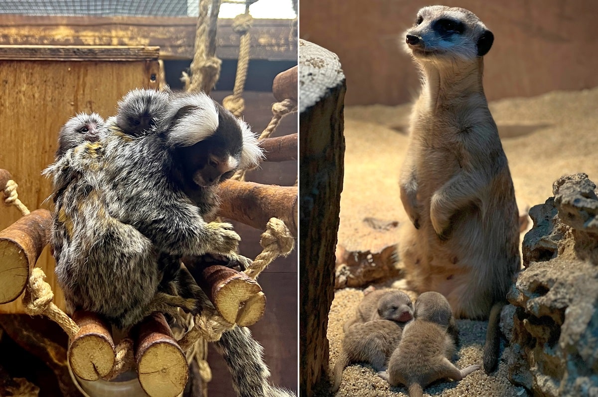 Владимирский экзотариум пополнился малышами