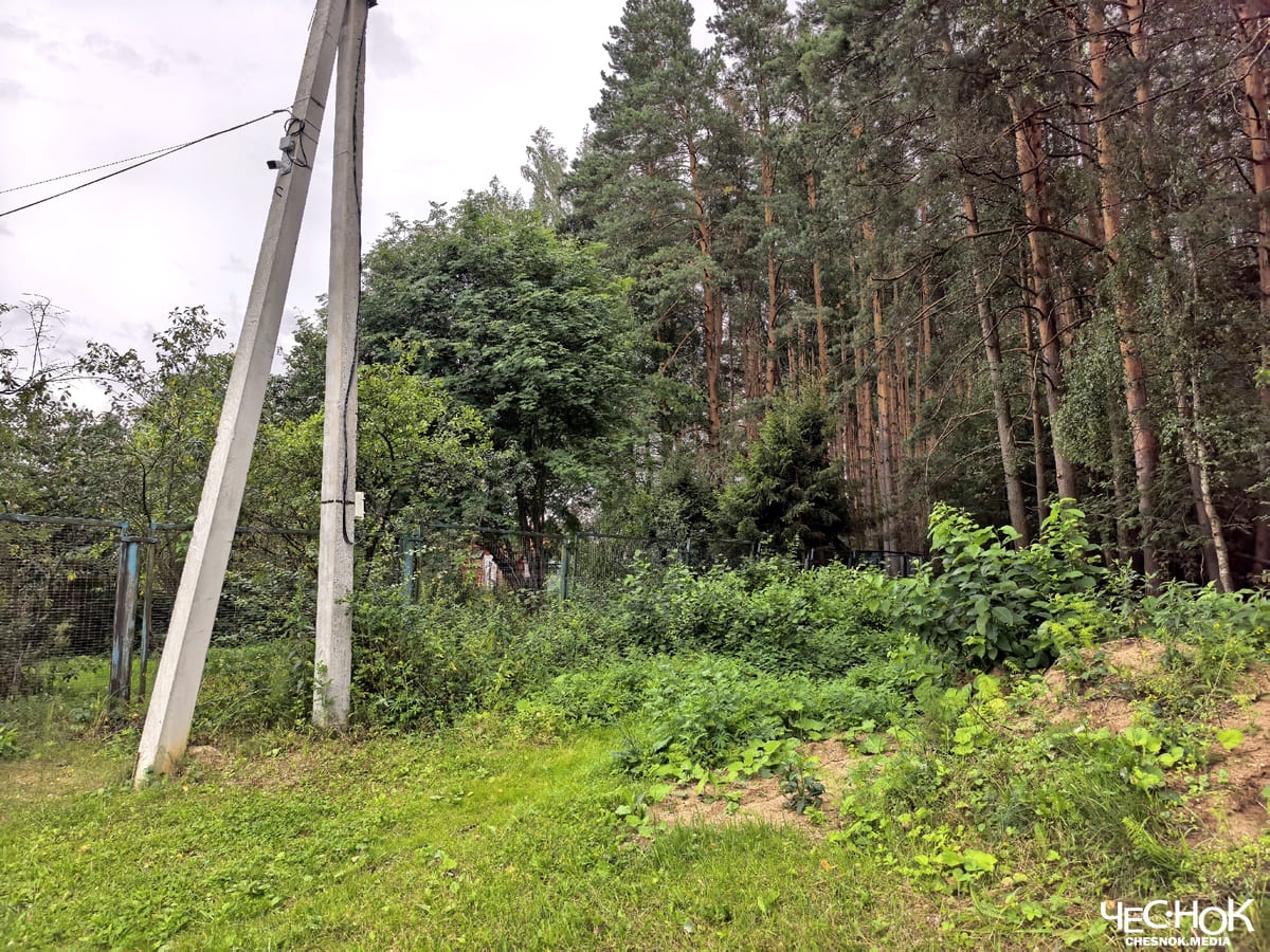 Киржач Светлова лес
