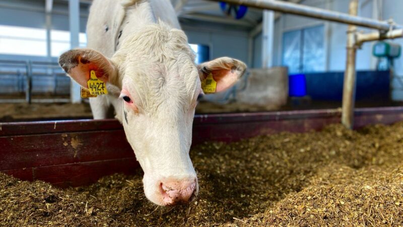Роддом для коров. В Юрьев-Польском осовременили молочную ферму