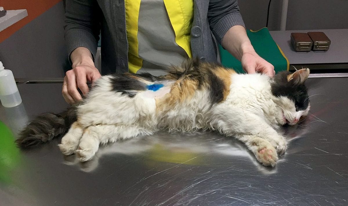 Как бесплатно стерилизовать бездомных кошек? Поможет фонд «Дорогой добра» |  Чеснок