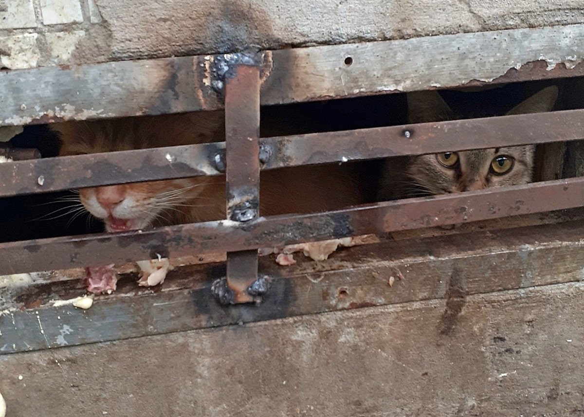 В Радужном управляющая компания замуровала кошек в подвале