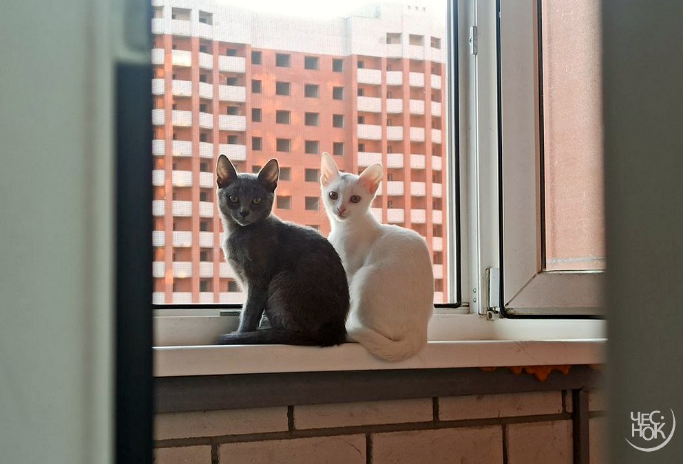 Владимирский суд защитил права кошек