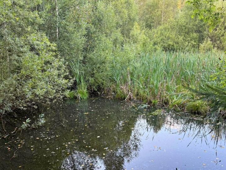В ковровском пруду утонул 4-летний мальчик