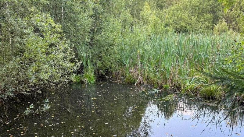 В ковровском пруду утонул 4-летний мальчик