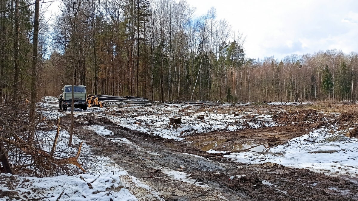 Во Владимирской области компенсировали лишь 40% уничтоженного под М-12 леса