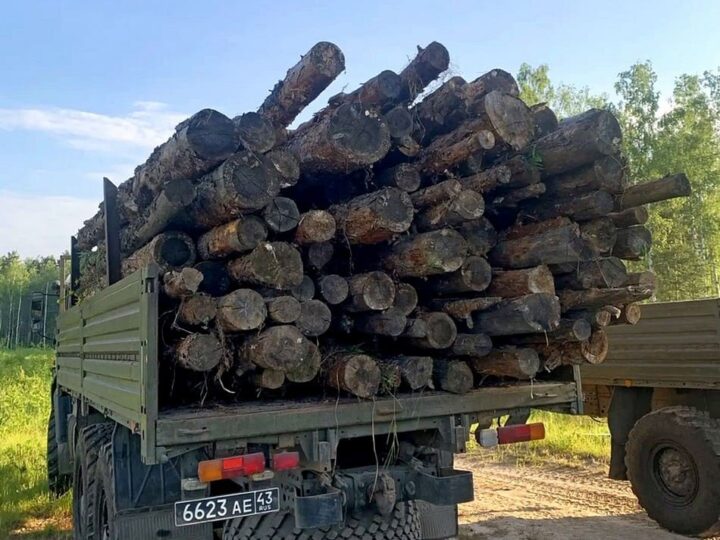 В Петушках завели уголовное дело о краже леса на СВО