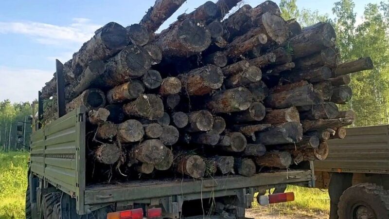В Петушках завели уголовное дело о краже леса на СВО