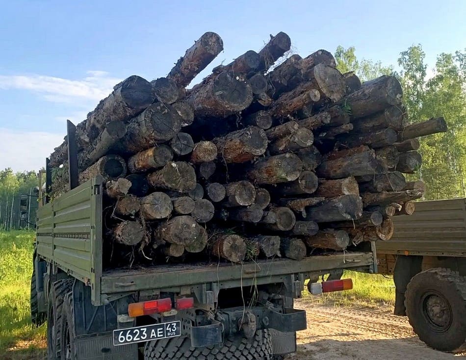 В Петушках завели уголовное дело о краже леса на СВО