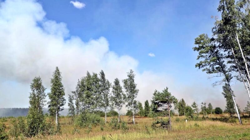 Во Владимирской области пытались скрыть лесные пожары